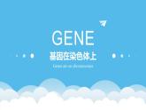 高中生物人教版2019必修2遺傳與進(jìn)化2-2基因在染色體上 課件2