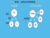 高中生物人教版2019必修2遺傳與進(jìn)化2-2基因在染色體上 課件2