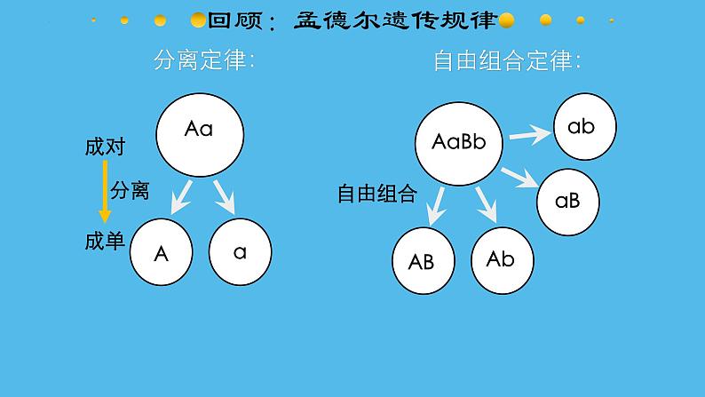 高中生物人教版2019必修2遗传与进化2-2基因在染色体上 课件203