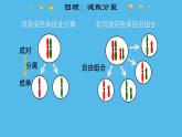 高中生物人教版2019必修2遺傳與進(jìn)化2-2基因在染色體上 課件2
