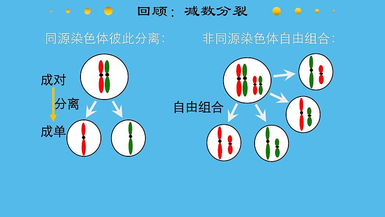 高中生物人教版2019必修2遗传与进化2-2基因在染色体上 课件204