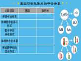 高中生物人教版2019必修2遺傳與進(jìn)化2-2基因在染色體上 課件2