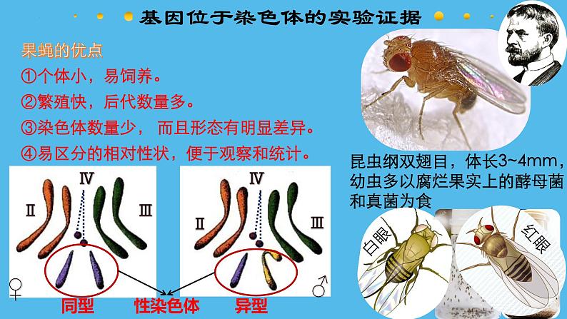 高中生物人教版2019必修2遗传与进化2-2基因在染色体上 课件208