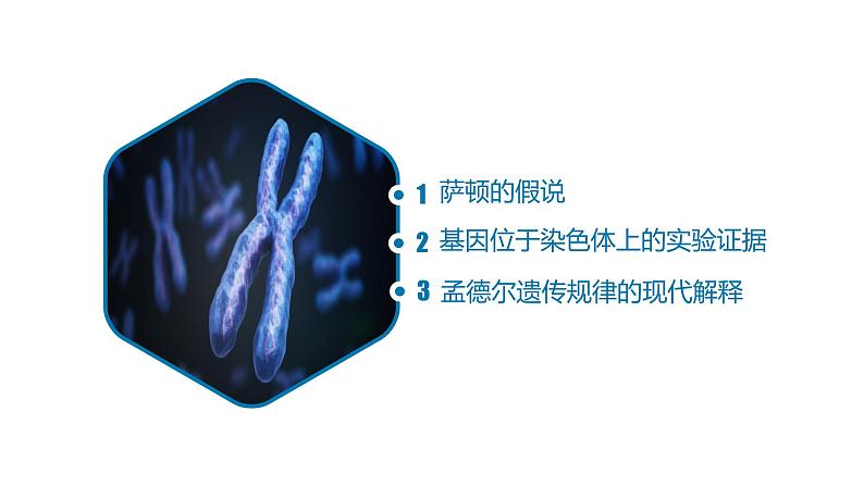 高中生物人教版2019必修2遗传与进化2-2基因在染色体上 课件103