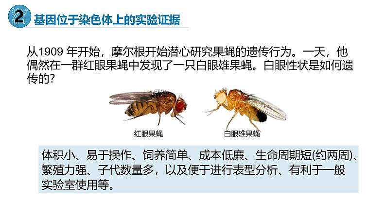 高中生物人教版2019必修2遗传与进化2-2基因在染色体上 课件108