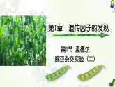 高中生物人教版2019必修2遗传与进化1-2孟德尔的豌豆杂交实验（二） 课件2