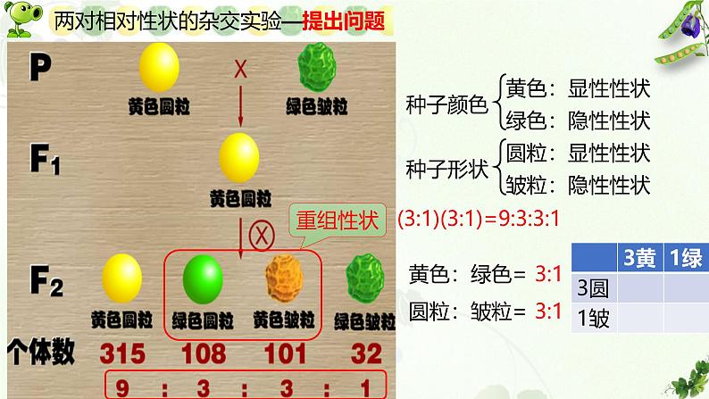 高中生物人教版2019必修2遗传与进化1-2孟德尔的豌豆杂交实验（二） 课件202