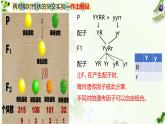 高中生物人教版2019必修2遗传与进化1-2孟德尔的豌豆杂交实验（二） 课件2