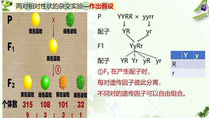 高中生物人教版2019必修2遗传与进化1-2孟德尔的豌豆杂交实验（二） 课件203