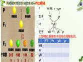 高中生物人教版2019必修2遗传与进化1-2孟德尔的豌豆杂交实验（二） 课件2