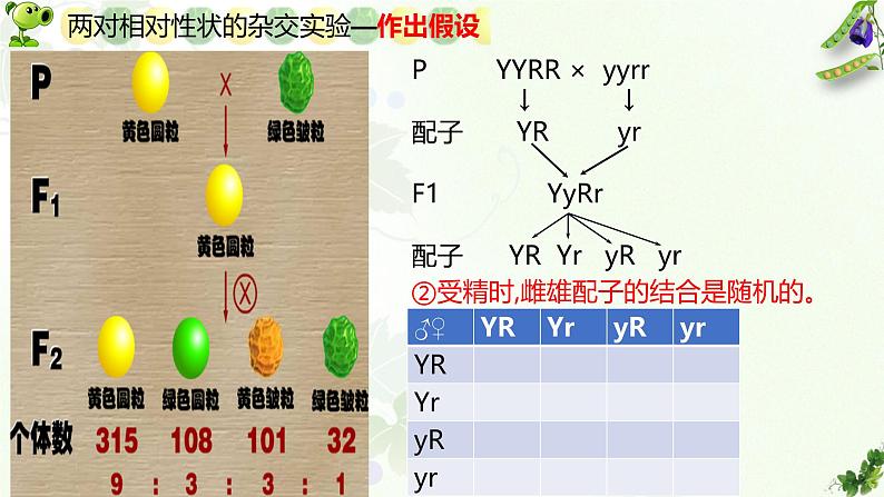 高中生物人教版2019必修2遗传与进化1-2孟德尔的豌豆杂交实验（二） 课件204