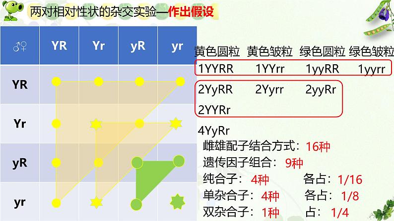 高中生物人教版2019必修2遗传与进化1-2孟德尔的豌豆杂交实验（二） 课件205