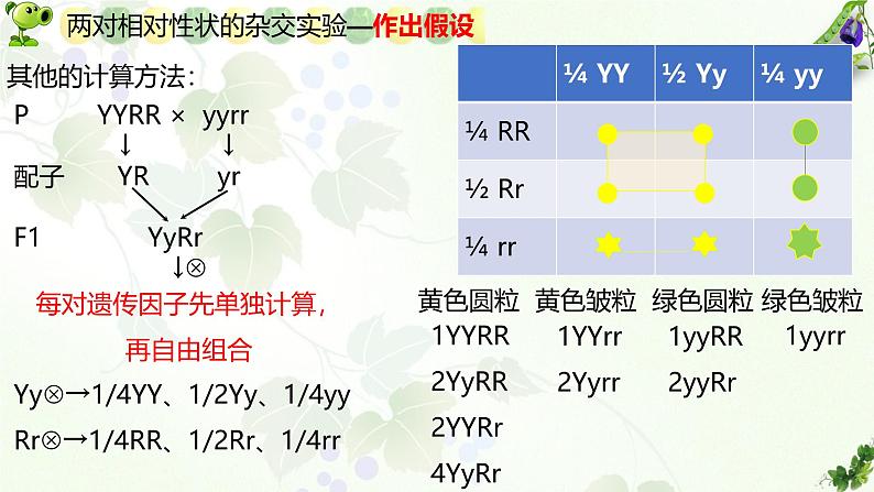 高中生物人教版2019必修2遗传与进化1-2孟德尔的豌豆杂交实验（二） 课件206