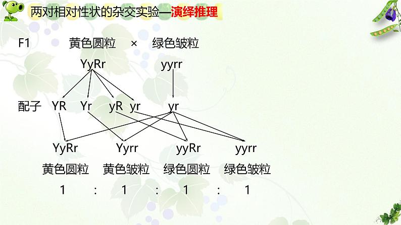 高中生物人教版2019必修2遗传与进化1-2孟德尔的豌豆杂交实验（二） 课件207