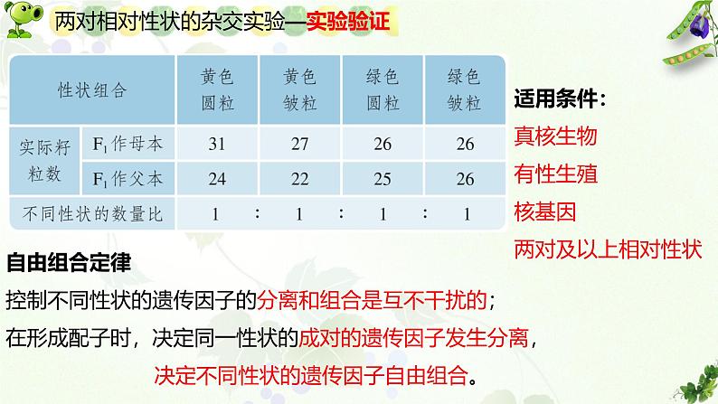 高中生物人教版2019必修2遗传与进化1-2孟德尔的豌豆杂交实验（二） 课件208