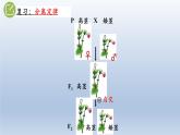 高中生物人教版2019必修2遗传与进化1-2孟德尔的豌豆杂交实验（二） 课件1