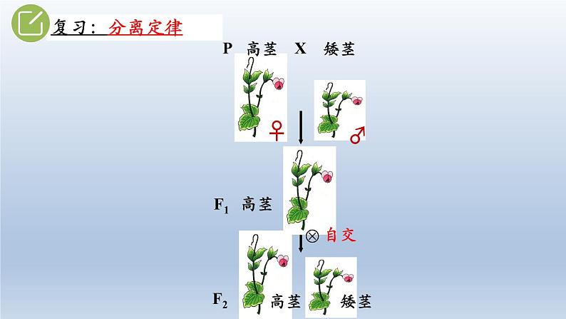 高中生物人教版2019必修2遗传与进化1-2孟德尔的豌豆杂交实验（二） 课件102