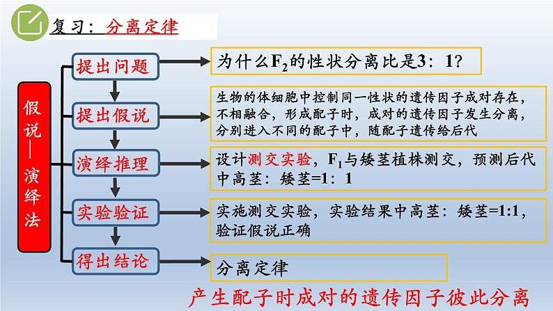 高中生物人教版2019必修2遗传与进化1-2孟德尔的豌豆杂交实验（二） 课件103