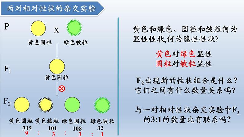 高中生物人教版2019必修2遗传与进化1-2孟德尔的豌豆杂交实验（二） 课件105