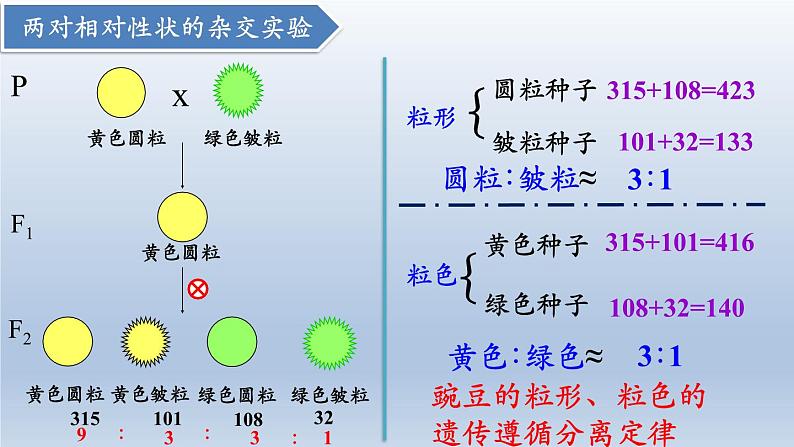 高中生物人教版2019必修2遗传与进化1-2孟德尔的豌豆杂交实验（二） 课件106