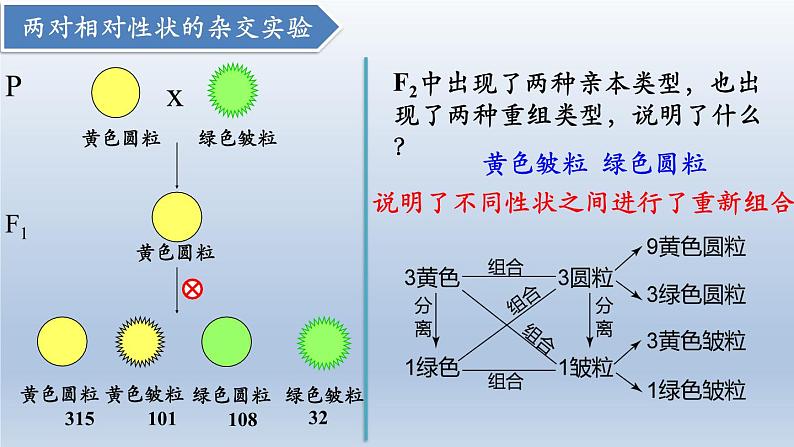 高中生物人教版2019必修2遗传与进化1-2孟德尔的豌豆杂交实验（二） 课件107