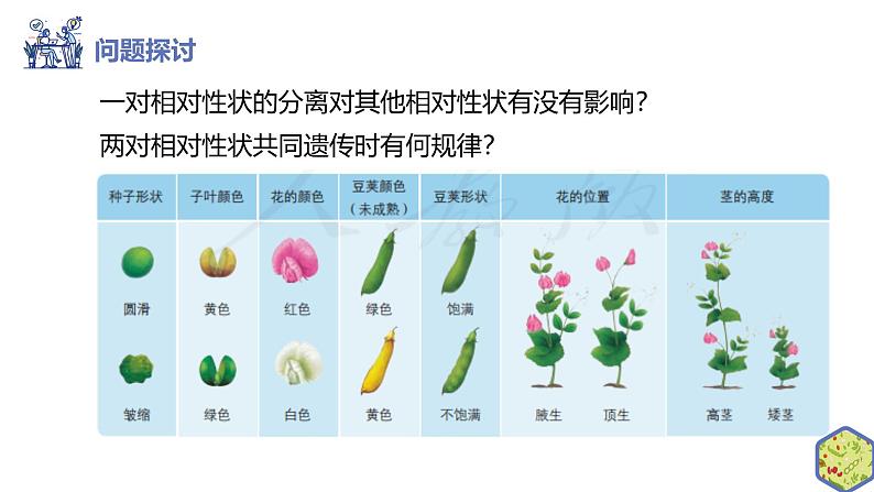 高中生物人教版2019必修2遗传与进化1-2孟德尔的豌豆杂交实验（二）（第一课时） 课件04