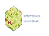 高中生物人教版2019必修2遗传与进化1-2孟德尔的豌豆杂交实验（二）（第一课时） 课件