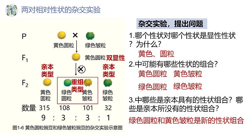 高中生物人教版2019必修2遗传与进化1-2孟德尔的豌豆杂交实验（二）（第一课时） 课件06