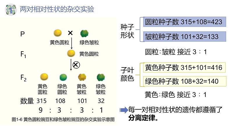 高中生物人教版2019必修2遗传与进化1-2孟德尔的豌豆杂交实验（二）（第一课时） 课件08