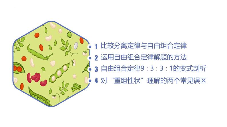 高中生物人教版2019必修2遗传与进化1-2孟德尔的豌豆杂交实验（二）（第三课时） 课件02