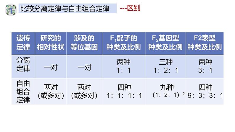 高中生物人教版2019必修2遗传与进化1-2孟德尔的豌豆杂交实验（二）（第三课时） 课件03