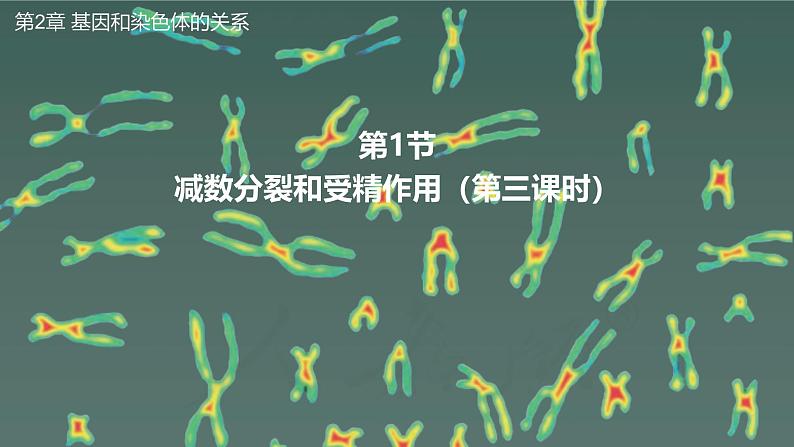 高中生物人教版2019必修2遗传与进化2-1减数分裂和受精作用（第三课时）精品课件第1页