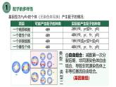 高中生物人教版2019必修2遗传与进化2-1减数分裂和受精作用（第三课时） 课件