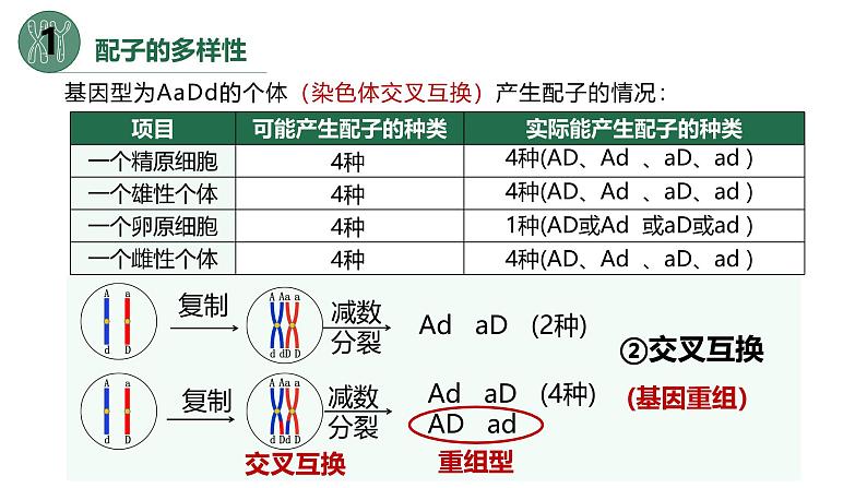 高中生物人教版2019必修2遗传与进化2-1减数分裂和受精作用（第三课时）精品课件第6页