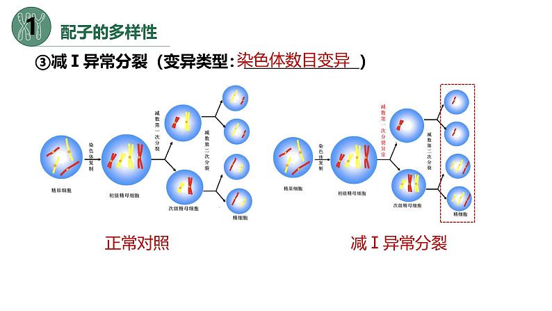 高中生物人教版2019必修2遗传与进化2-1减数分裂和受精作用（第三课时）精品课件第8页