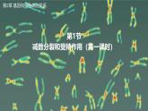 高中生物人教版2019必修2遗传与进化2-1减数分裂和受精作用（第一课时） 课件