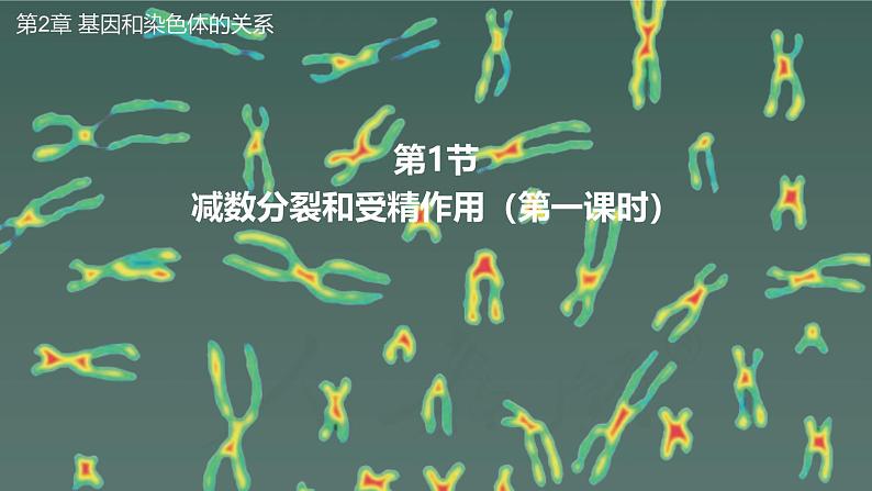 高中生物人教版2019必修2遗传与进化2-1减数分裂和受精作用（第一课时） 课件01