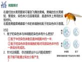 高中生物人教版2019必修2遗传与进化2-1减数分裂和受精作用（第一课时） 课件