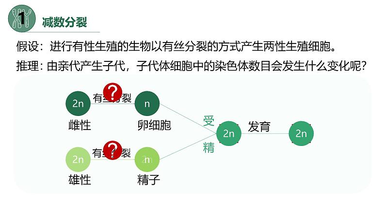 高中生物人教版2019必修2遗传与进化2-1减数分裂和受精作用（第一课时） 课件04