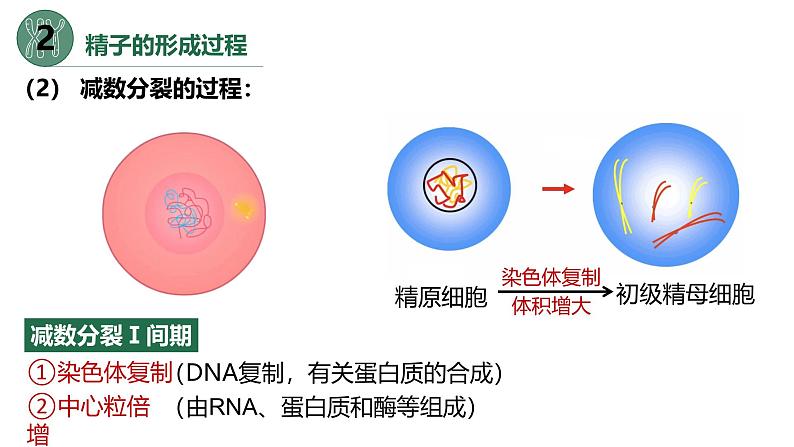 高中生物人教版2019必修2遗传与进化2-1减数分裂和受精作用（第一课时） 课件08