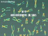 高中生物人教版2019必修2遗传与进化2-1减数分裂和受精作用（第二课时） 课件