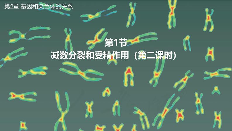 高中生物人教版2019必修2遗传与进化2-1减数分裂和受精作用（第二课时）精品课件第1页