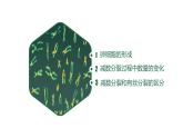 高中生物人教版2019必修2遗传与进化2-1减数分裂和受精作用（第二课时） 课件