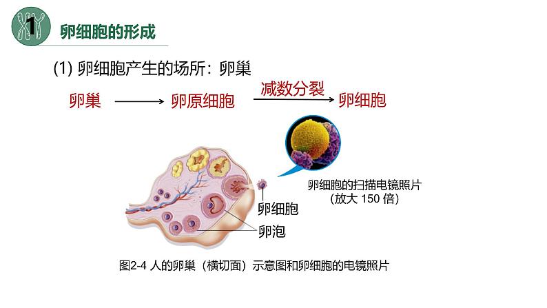 高中生物人教版2019必修2遗传与进化2-1减数分裂和受精作用（第二课时）精品课件第3页