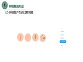 高中生物人教版2019必修2遗传与进化2-1减数分裂和受精作用（第二课时） 课件