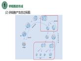 高中生物人教版2019必修2遗传与进化2-1减数分裂和受精作用（第二课时） 课件