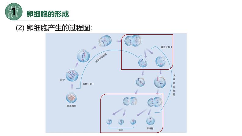 高中生物人教版2019必修2遗传与进化2-1减数分裂和受精作用（第二课时）精品课件第5页