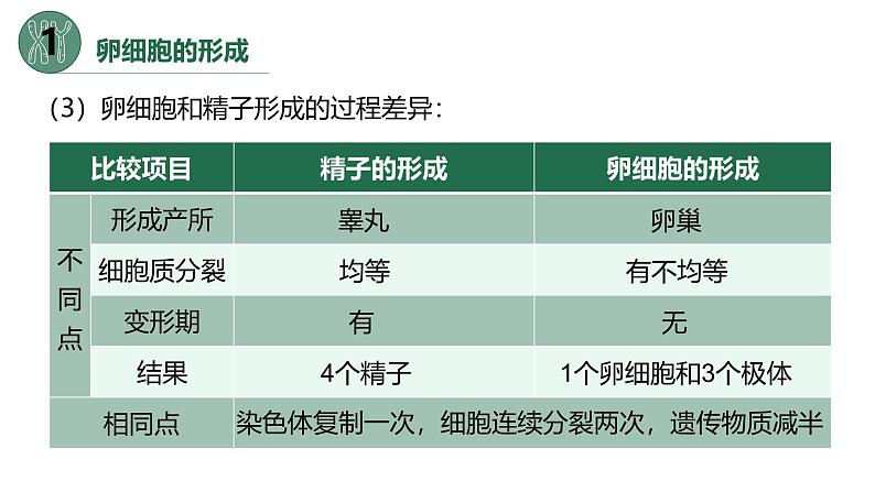 高中生物人教版2019必修2遗传与进化2-1减数分裂和受精作用（第二课时）精品课件第6页