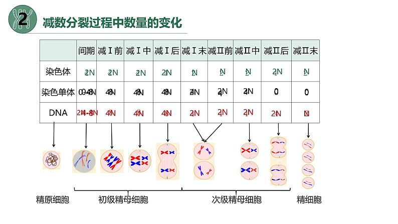 高中生物人教版2019必修2遗传与进化2-1减数分裂和受精作用（第二课时）精品课件第8页