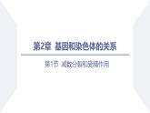 高中生物人教版2019必修2遗传与进化2-1减数分裂和受精作用（第3课时强化课） 课件